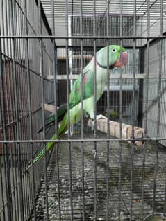 Raw Talking breeder Male