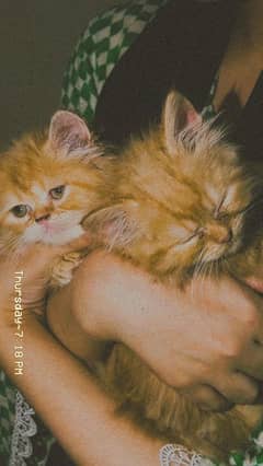 pair