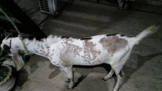 ghar ka pala hua bakra ha khasi ha