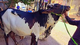 Qurbani