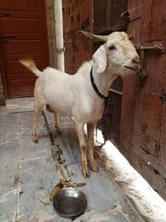 beautiful bakra