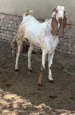 Bakra