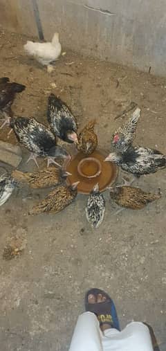 4month Age ha white Bantam Golden Spiret silver Sprit