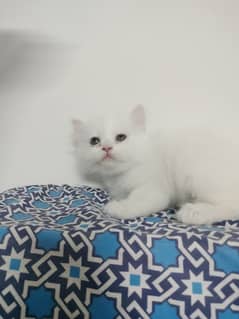 Persian