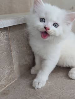 kitten