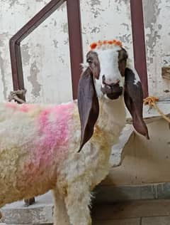 Desi Chatra for Qurbani