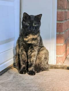 cat for sale