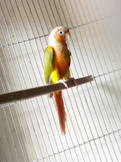 Hight