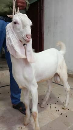 BAKRA