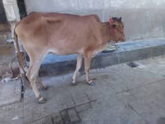 cow 4 sell 03272021490