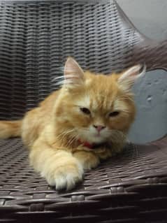 4 month ka ha for sale ha contact nmber 03109697093