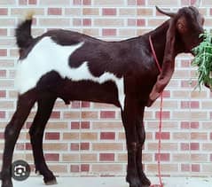 Eid k moqa par hamsy rabta kary Bakray Ka goshat hamsy banway