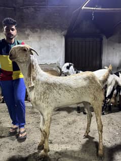 Bakra | Goat | Donda Bakra khassi Makhi cheena qurbani 2025