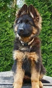 German shepherd female