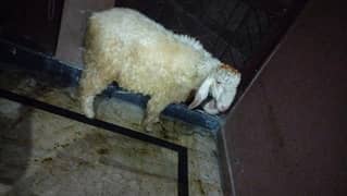 (sheep) dondy chatry for sale