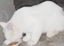 Russian cat so beautiful in home