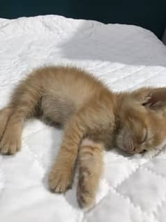 Cats for sale
