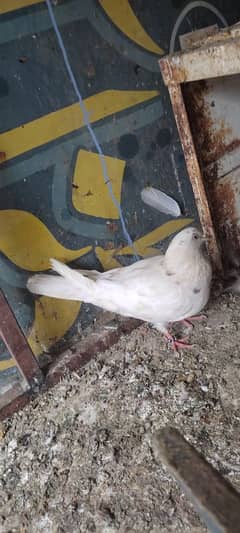 pigeons for sell 6