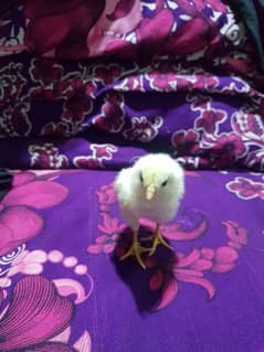 aseel lasani 2 days chick male 2000Rs