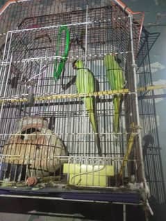 ringneck