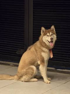 1.2 year old neutered huskey