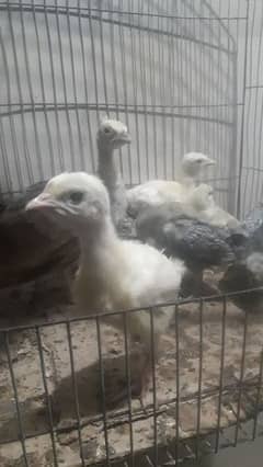 Turkey