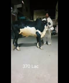 Gulabi Punjabi 2 Daant Weight 7 Mann