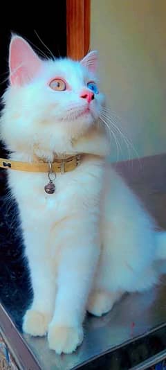 ood eyes Persian cat for sale