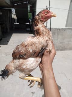 I