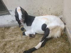 qurbani