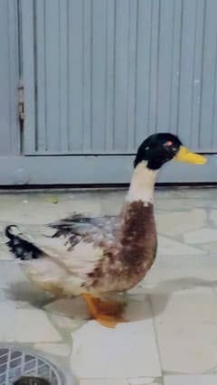 duck