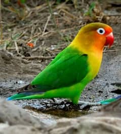 5 FISHER PARROTS | A PAIR AND 3 KIDS