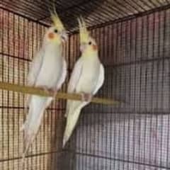 Cream