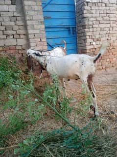 Qurbani ka Bakra