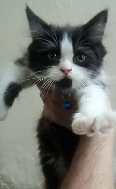 Persian Male - Triple Coated