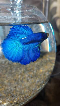 betta fish full moon for sale