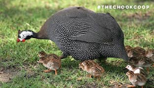 titri K bachy. . guinea fowl chicks