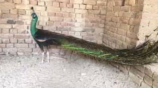 Peacock