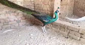 Peacock emriode pairs or single for sale /0336/9800/157