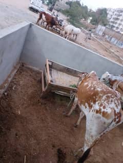 qurbani lover hurryup ONLY cALL