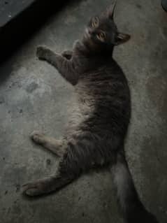 Double coated person cat