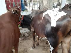 Qurbani cow 2025