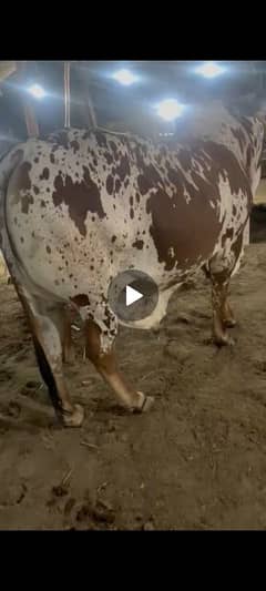 bull for sale
