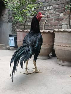 Black Mushka Aseel Pair