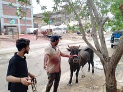 qasai camel cow  bakra
