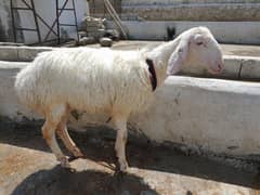 FatehJangi Dumba For Qurbani