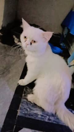 Male cat