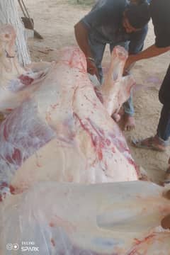 butcher cow camel goat
