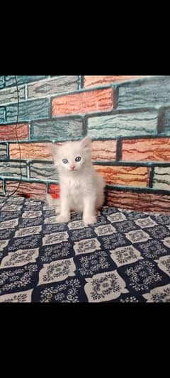 Persian
