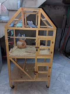 Birds for sale with cage